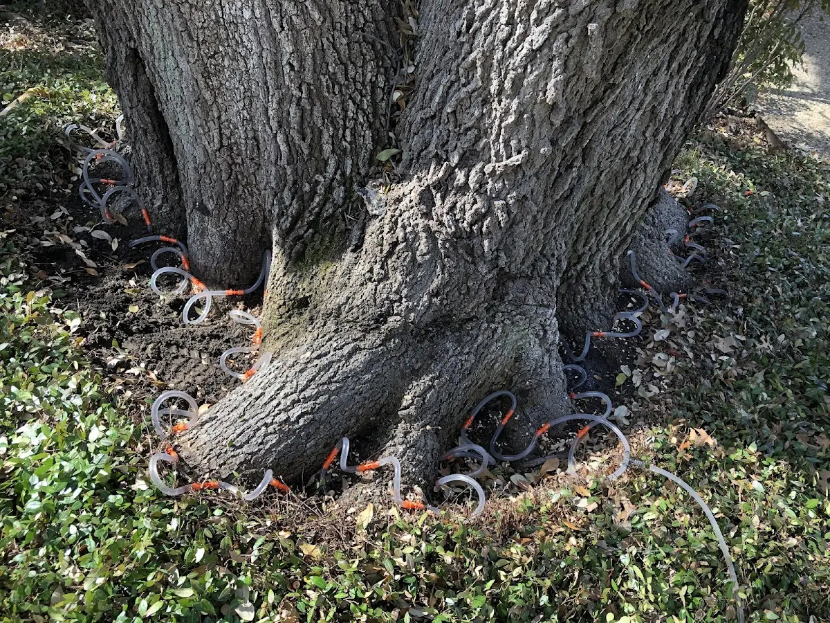 Detailed Tree Cabling and Bracing job site in Homer Glen